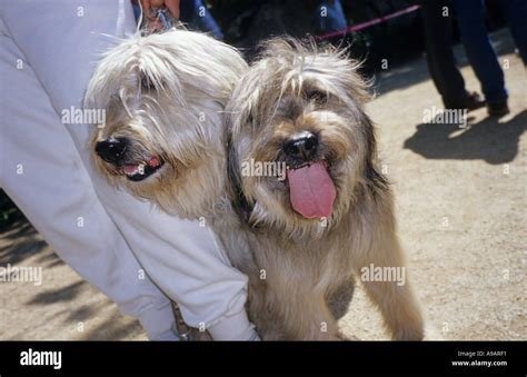 A Dog's Will 2